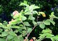 Phalsa